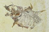 Fossil Fish Plate (Diplomystus And Knightia) - Green River Formation #122671-2